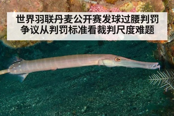 世界羽联丹麦公开赛发球过腰判罚争议从判罚标准看裁判尺度难题